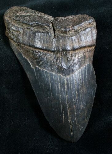 Bargain Megalodon Tooth - South Carolina #7507